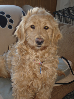 Goldendoodle